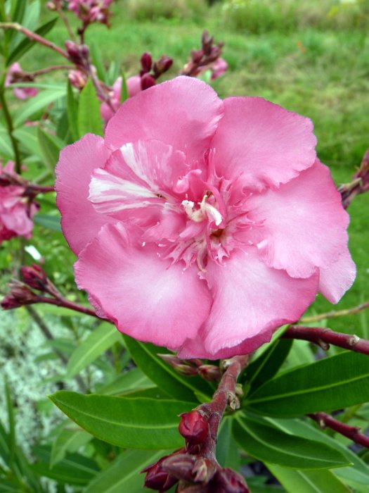 Nerium oleander 'rose double' fleur